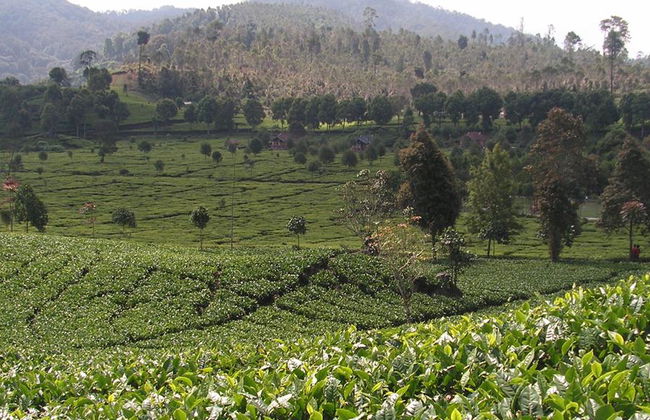 Visita al campo: Brisa de Bogor - Excursión privada de día completo - Foto 3